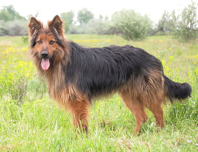 RENO - freundlich, anhänglich, bewegungsfreudig, intelligent und sehr gelehrig, anfangs misstrauisch gegenüber fremden Menschen, Deutscher Schäferhund Mischling - Rüde