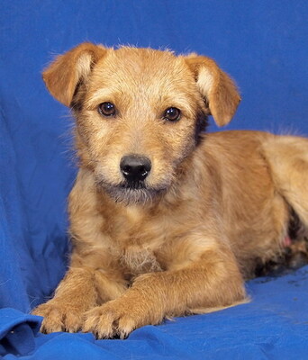 RENO - sehr freundlich und verschmust, fröhlich, verspielt, klug, lebhaft