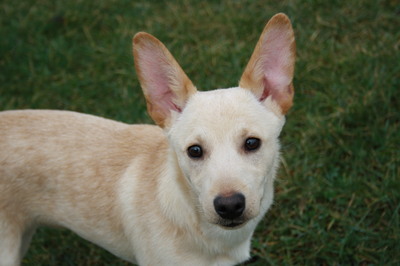 RENY Welpenbub, Niederösterreich, Mischling - Rüde