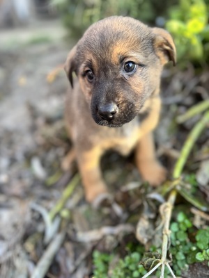 RESERVIERT!!! BETYAR - super lieber Welpe, lieb, freundlich, aufgeschlossen, Mischling Welpen - Rüde