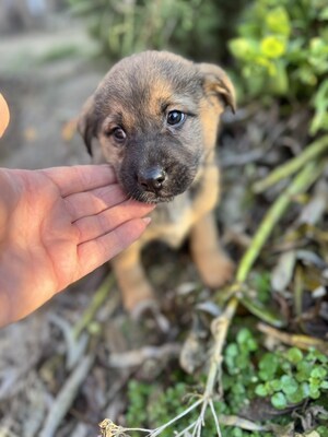 RESERVIERT!!! BETYAR - super lieber Welpe, lieb, freundlich, aufgeschlossen, Mischling Welpen - Rüde