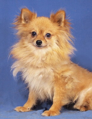 RESI - R E S E R V I E R T !!!!! sehr lieb, anhänglich, verschmust, fröhlich, klug, lebhaft, katzenverträglich, anfangs schüchtern, Zwergspitz - Hündin