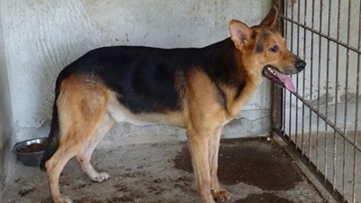 REX - 66 cm - wunderschöner rüde SUCHT! (aus dem Tierschutz / mit Video), Schäferhund Mischling - Rüde