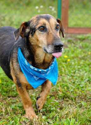REX - anfangs schüchtern aber dann anhänglich und verschmust, ruhig, gutmütig, liebt Streicheleinheiten, versteht sich gut mit anderen Hunden, Mischling (Video auf HP) - Rüde