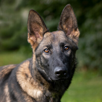 REXI Rudi, Schäfermix - Rüde