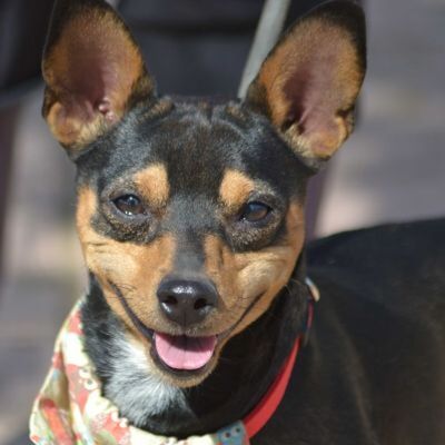 REY - Linares, Zwergpinschermischling - kastriert - Rüde