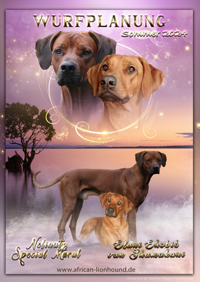 RHODESIAN RIDGEBACK, Rhodesian Ridgeback Welpen - Hündin 1