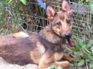 RHONDA - 3 Beinchen sucht Herzensmensch - NOTFALL, RHONDA - 3 Beinchen sucht Herzensmensch - NOTFALL Welpen - Hündin