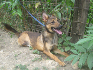 RHONDA - 3 Beinchen sucht Herzensmensch - NOTFALL, RHONDA - 3 Beinchen sucht Herzensmensch - NOTFALL Welpen - Hündin