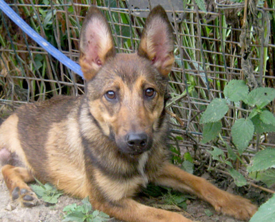RHONDA - 3 Beinchen sucht Herzensmensch - NOTFALL, RHONDA - 3 Beinchen sucht Herzensmensch - NOTFALL Welpen - Hündin