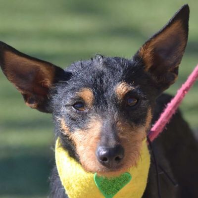 RIA - Linares, Mischling - kastriert - Hündin