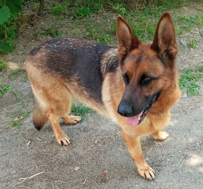 RIA S210, Schäferhund - Hündin