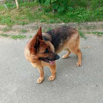 RIA S210, Schäferhund - Hündin