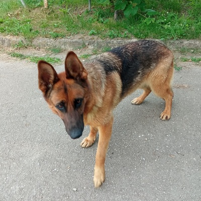 RIA S210, Schäferhund - Hündin