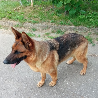 RIA S210, Schäferhund - Hündin