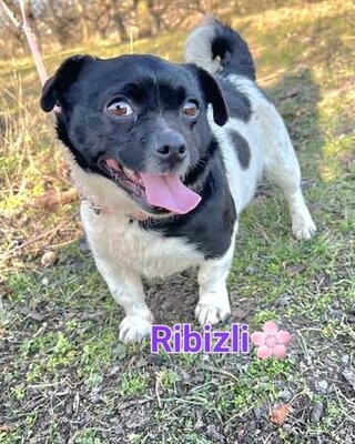 RIBIZLI möchte Dich zum Lachen bringen ❤️❤️❤️