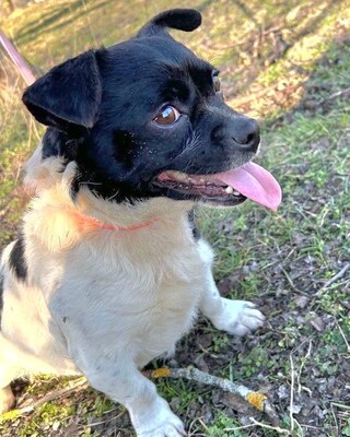 RIBIZLI möchte Dich zum Lachen bringen ❤️❤️❤️, Mops-Mischling - Rüde