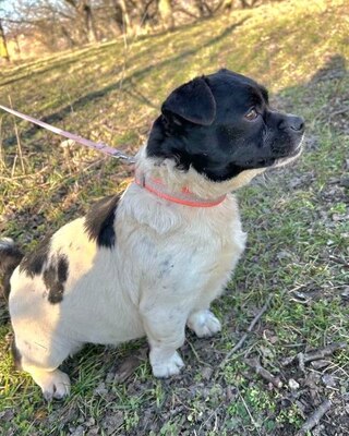 RIBIZLI möchte Dich zum Lachen bringen ❤️❤️❤️, Mops-Mischling - Rüde