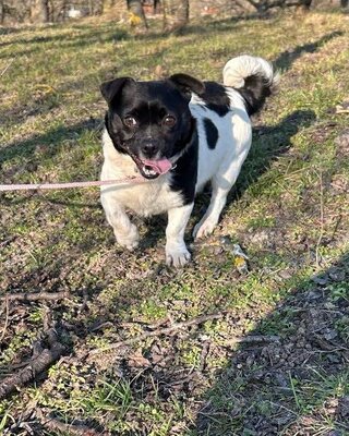 RIBIZLI möchte Dich zum Lachen bringen ❤️❤️❤️, Mops-Mischling - Rüde