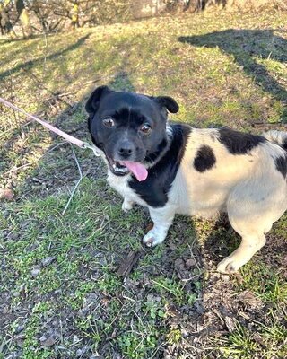RIBIZLI möchte Dich zum Lachen bringen ❤️❤️❤️, Mops-Mischling - Rüde