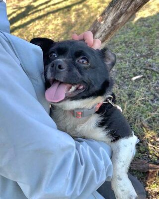 RIBIZLI möchte Dich zum Lachen bringen ❤️❤️❤️, Mops-Mix-Mischling - Rüde