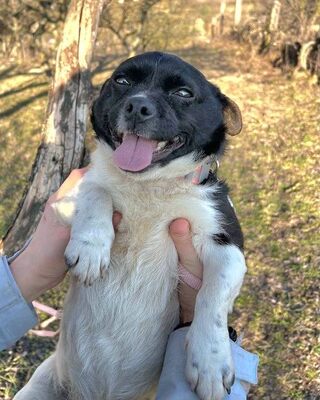 RIBIZLI möchte Dich zum Lachen bringen ❤️❤️❤️, Mops-Mix-Mischling - Rüde