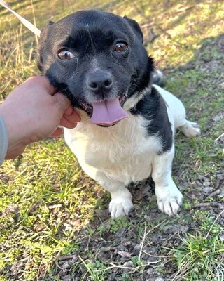 RIBIZLI möchte Dich zum Lachen bringen ❤️❤️❤️, Mops-Mix-Mischling - Rüde