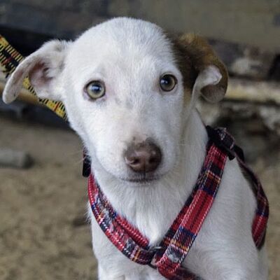 RICHI - Ubeda, Mischling - unkastriert Welpen - Rüde