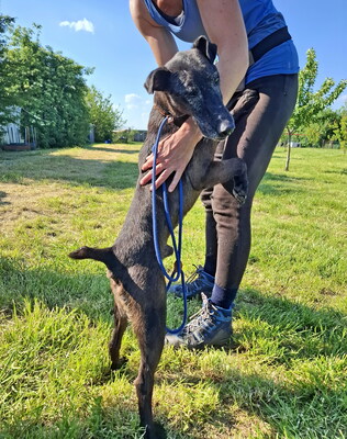 RICKY - sehr freundlich und aufgeweckt, fröhlich, klug, neugierig, als Zweithund zu einer Hündin, Foxterrier Mischling (Video auf HP) - Rüde