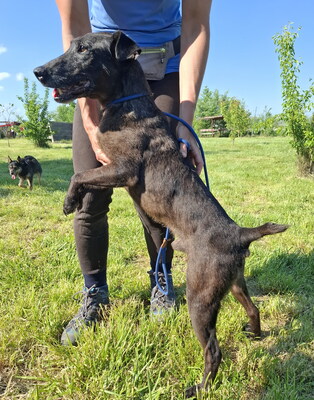 RICKY - sehr freundlich und aufgeweckt, fröhlich, klug, neugierig, als Zweithund zu einer Hündin, Foxterrier Mischling (Video auf HP) - Rüde