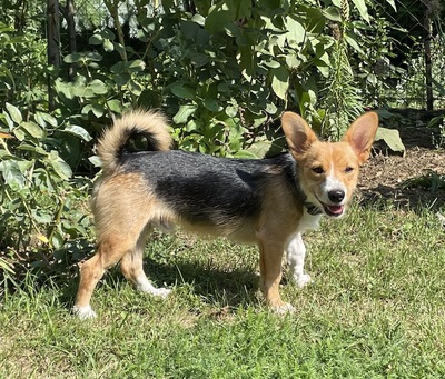 RICO, Jack Russellmix - Rüde