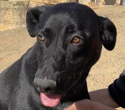 RICO, Pastor Mallorquin-Mischling - Rüde