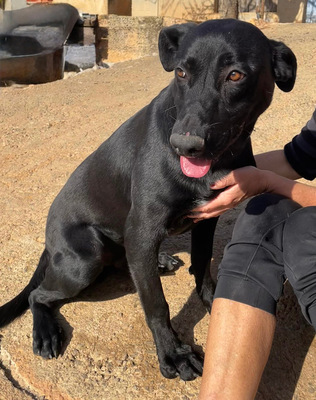 RICO, Pastor Mallorquin-Mischling - Rüde