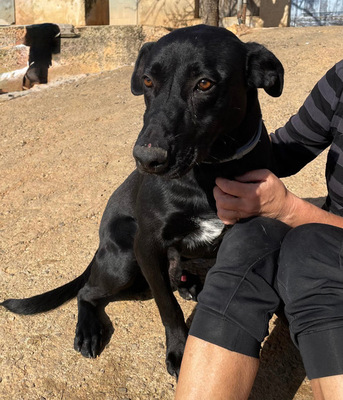 RICO, Pastor Mallorquin-Mischling - Rüde