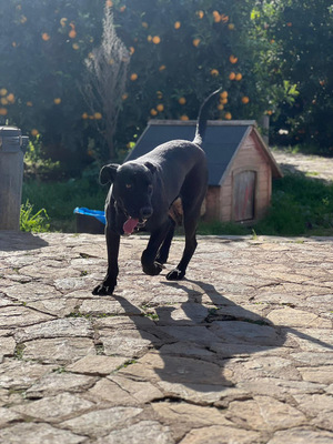 RICO, Pastor Mallorquin-Mischling - Rüde