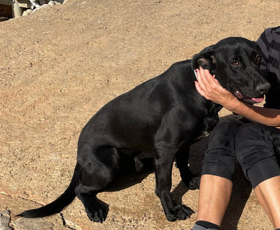 RICO, Pastor Mallorquin-Mischling - Rüde