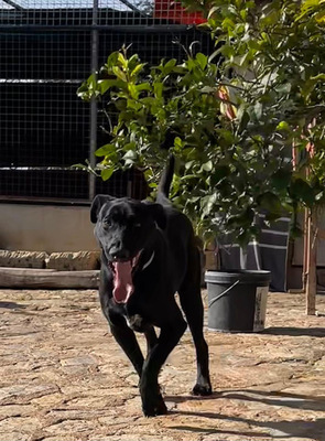 RICO, Pastor Mallorquin-Mischling - Rüde