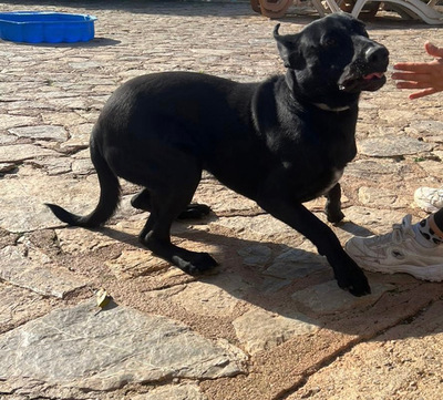 RICO, Pastor Mallorquin-Mischling - Rüde