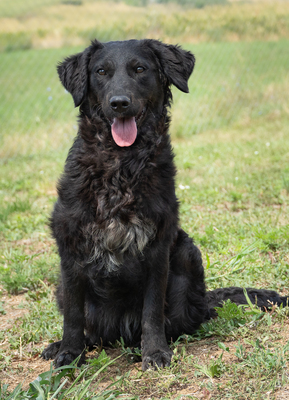 RIHANNA - R E S E R V I E R T !!!!! fröhlich, verspielt, liebt Spielsachen, bewegungsfreudig, menschenbezogen, verschmust, Mischling (Video auf HP) - Hündin