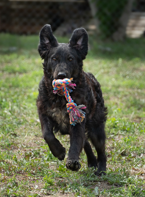RIHANNA - R E S E R V I E R T !!!!! fröhlich, verspielt, liebt Spielsachen, bewegungsfreudig, menschenbezogen, verschmust, Mischling (Video auf HP) - Hündin