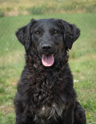 RIHANNA - fröhlich, verspielt, liebt Spielsachen, bewegungsfreudig, menschenbezogen, verschmust