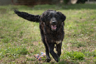 RIHANNA - fröhlich, verspielt, liebt Spielsachen, bewegungsfreudig, menschenbezogen, verschmust, Mischling (Video auf HP) - Hündin