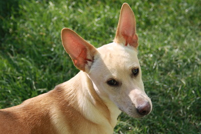 RIJANA Junghündin Niederösterreich, Mischling - Hündin