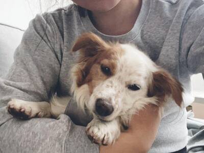 RIKY, Jack Russell-Chimix - Rüde