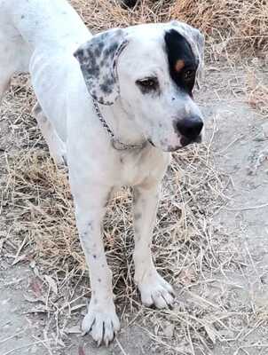 RINGO, Mischling - Rüde