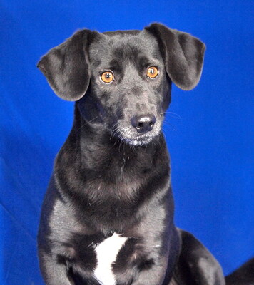 RINI - lieb und lebenslustig, immer gut gelaunt, klug, lebhaft, kuschelt gern, als Zweithund zu einer Hündin