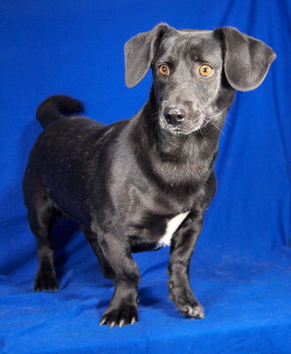 RINI - lieb und lebenslustig, immer gut gelaunt, klug, lebhaft, kuschelt gern, als Zweithund zu einer Hündin, Dackel Mischling - Rüde