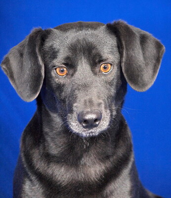 RINI - lieb und lebenslustig, immer gut gelaunt, klug, lebhaft, kuschelt gern, als Zweithund zu einer Hündin, Dackel Mischling - Rüde