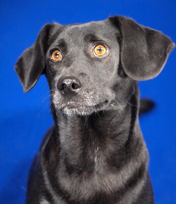 RINI - lieb und lebenslustig, immer gut gelaunt, klug, lebhaft, kuschelt gern, als Zweithund zu einer Hündin, Dackel Mischling - Rüde