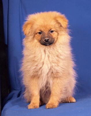 RIO - R E S E R V I E R T !!!!! ausnehmend lieb und verschmust, lebhaft, neugierig, katzenverträglich, anfangs vorsichtig, Spitzmischling Welpen - Rüde